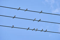ツバメ成鳥と若鳥　真夏電線で休む [BAB110002943]