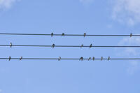 ツバメ成鳥と若鳥　真夏電線で休む [BAB110002944]
