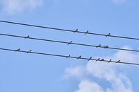 ツバメ成鳥と若鳥　真夏電線で休む [BAB110002945]