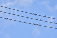 ツバメ成鳥と若鳥　真夏電線で休む [BAB110002946]