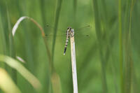 シオカラトンボ 若いオス [BAB110002947]