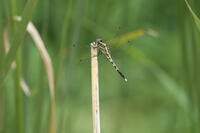 シオカラトンボ 若いオス [BAB110002948]