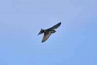 ツバメ若鳥 [BAB110002949]