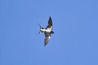 ツバメ成鳥 [BAB110002950]