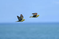 アオバト　オスとメス [BAB110002952]