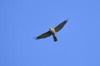 ハイタカ [BAB110002953]