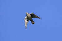 ハイタカ [BAB110002954]