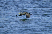 カワウ　成鳥　繁殖羽 [BAB110002955]