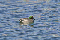 ヨシガモ雄 [BAB110002956]