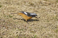 ジョウビタキ雄　ミミズを食べる [BAB110002957]