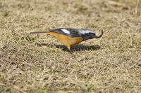 ジョウビタキ雄　ミミズを食べる [BAB110002958]