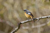 ジョウビタキ雄 [BAB110002959]