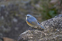 ルリビタキ雄 [BAB110002960]