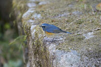 ルリビタキ雄 [BAB110002961]