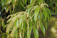 スダジイ雄花 [BAB110002962]