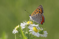 ベニシジミ　ヒメジョオンで吸蜜 [BAB110002964]
