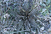 霜が降りたナズナのロゼット [BAB110002967]