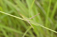 ショウリョウバッタ成虫 [BAB110002968]