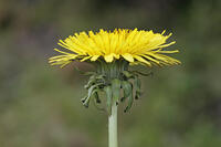 セイヨウタンポポ [BAB110002969]