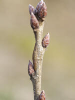 コミミズク幼虫（擬態） [BAB110002970]