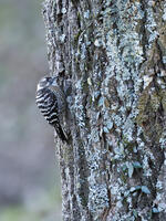 コゲラ [BAB110002971]