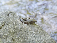 カジカガエル [BAB110002973]