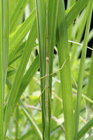 ナナフシ [BAB110002974]