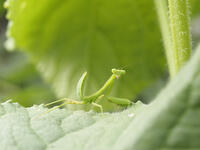 ハラビロカマキリ幼虫、キュウリの葉で [BAB110002975]