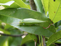 アオマツムシ　雌 [BAB110002976]