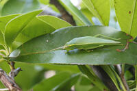 アオマツムシ　雌 [BAB110002977]