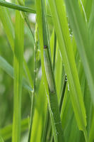 イチモンジセセリ4令幼虫 [BAB110002978]