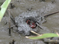 アメリカザリガニ　巣穴にいる [BAB110002979]
