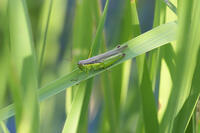 ハネナガイナゴ [BAB110002980]