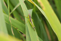 ハネナガイナゴ [BAB110002981]