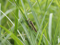 トノサマバッタ [BAB110002982]