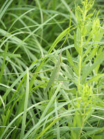 ショウリョウバッタ　保護色で目立たない [BAB110002983]