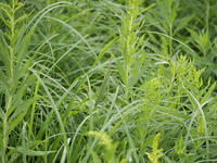 ショウリョウバッタ　保護色で目立たない [BAB110002984]