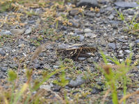トノサマバッタ　褐色タイプ [BAB110002985]