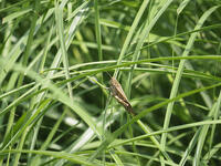 トノサマバッタ　褐色タイプは目立つ [BAB110002986]