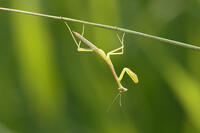 オオカマキリ幼虫 [BAB110002987]