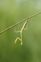 オオカマキリ幼虫 [BAB110002988]