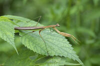 オオカマキリ [BAB110002989]