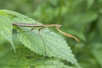 オオカマキリ [BAB110002990]