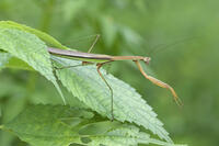 オオカマキリ [BAB110002991]