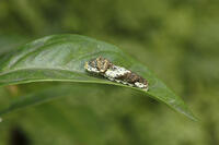 アゲハチョウ4令幼虫、ミカンの葉で [BAB110002992]