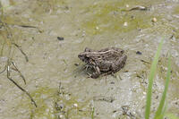 ヌマガエル [BAB110002993]
