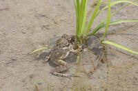 ヌマガエル　田植え後の田んぼにいる [BAB110002994]