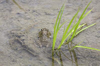 ヌマガエル　田植え後の田んぼにいる [BAB110002995]