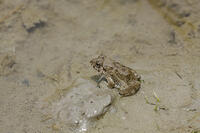 ヌマガエル　田植え後の田んぼにいる [BAB110002996]