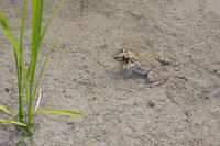 ヌマガエル　田植え後の田んぼにいる [BAB110002997]